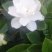栀子花鲜花和茉莉花及黄桷兰朵花以及茉莉花和栀子花有大量盆栽苗