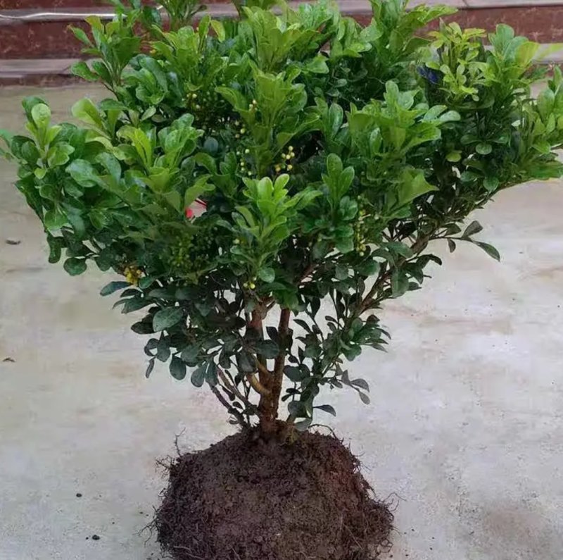 米兰花苗盆栽花卉四季长青植物室内好养庭院阳台开花不断带花