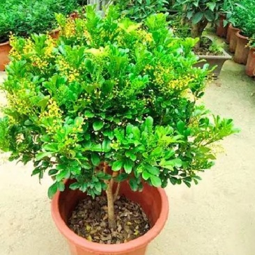 米兰花苗盆栽花卉四季长青植物室内好养庭院阳台开花不断带花