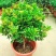 米兰花苗盆栽花卉四季长青植物室内好养庭院阳台开花不断带花