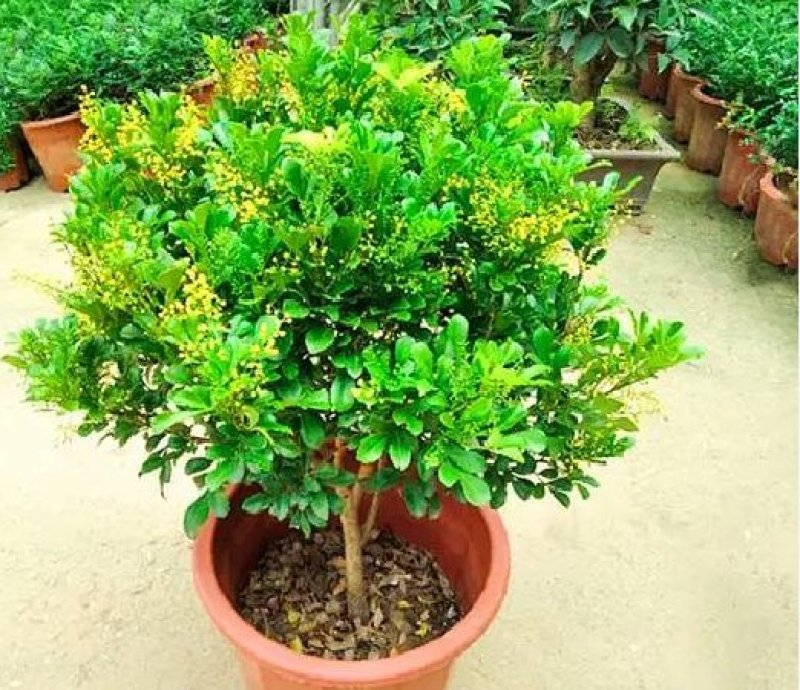 米兰花苗盆栽花卉四季长青植物室内好养庭院阳台开花不断带花
