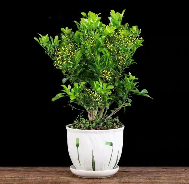 米兰花苗盆栽花卉四季长青植物室内好养庭院阳台开花不断带花