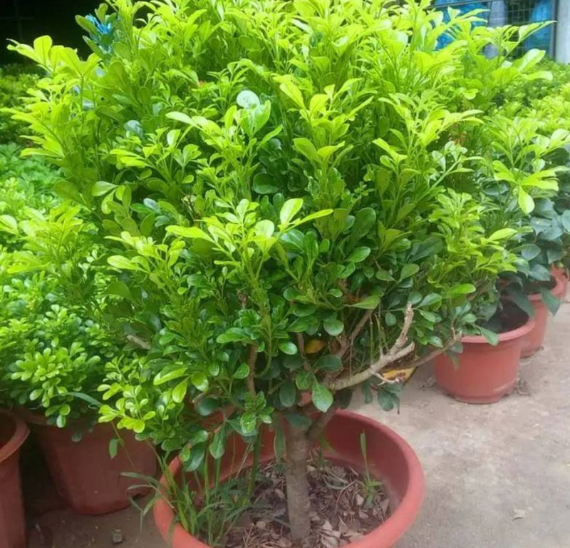 米兰花苗盆栽花卉四季长青植物室内好养庭院阳台开花不断带花