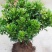 米兰花苗盆栽花卉四季长青植物室内好养庭院阳台开花不断带花