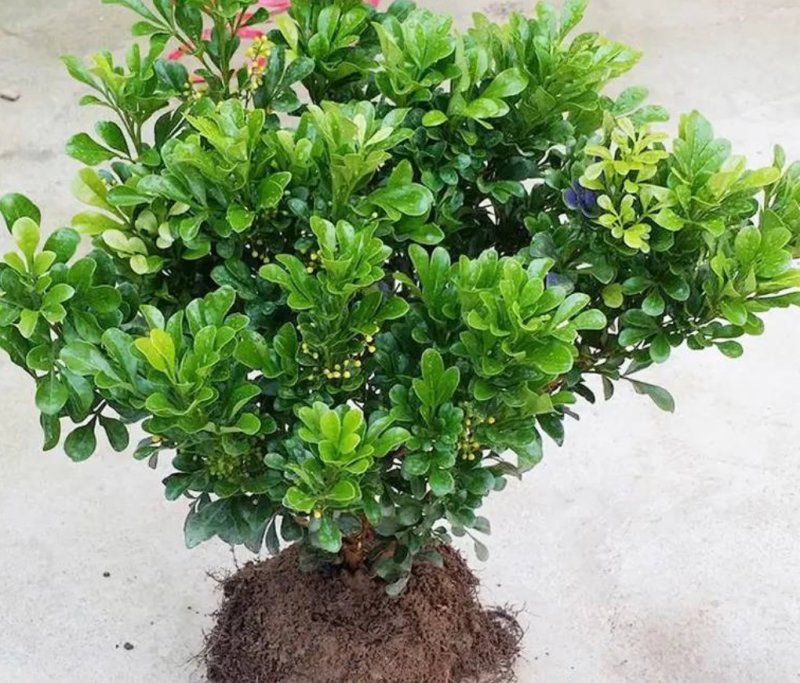 米兰花苗盆栽花卉四季长青植物室内好养庭院阳台开花不断带花