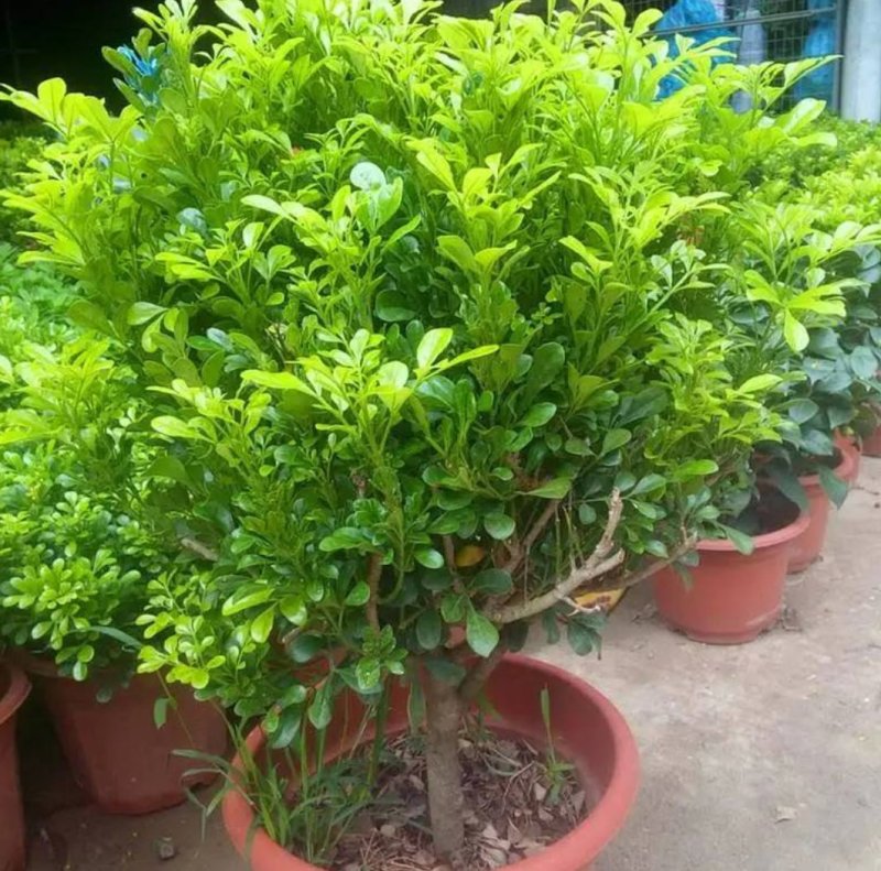 米兰花苗盆栽花卉四季长青植物室内好养庭院阳台开花不断带花