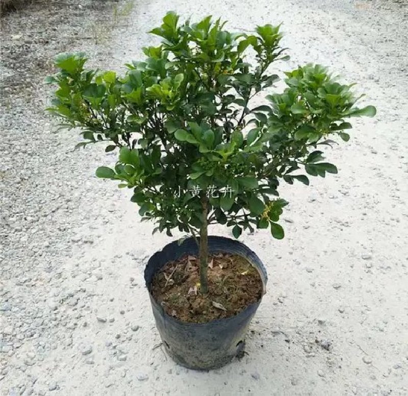 米兰花苗盆栽花卉四季长青植物室内好养庭院阳台开花不断带花