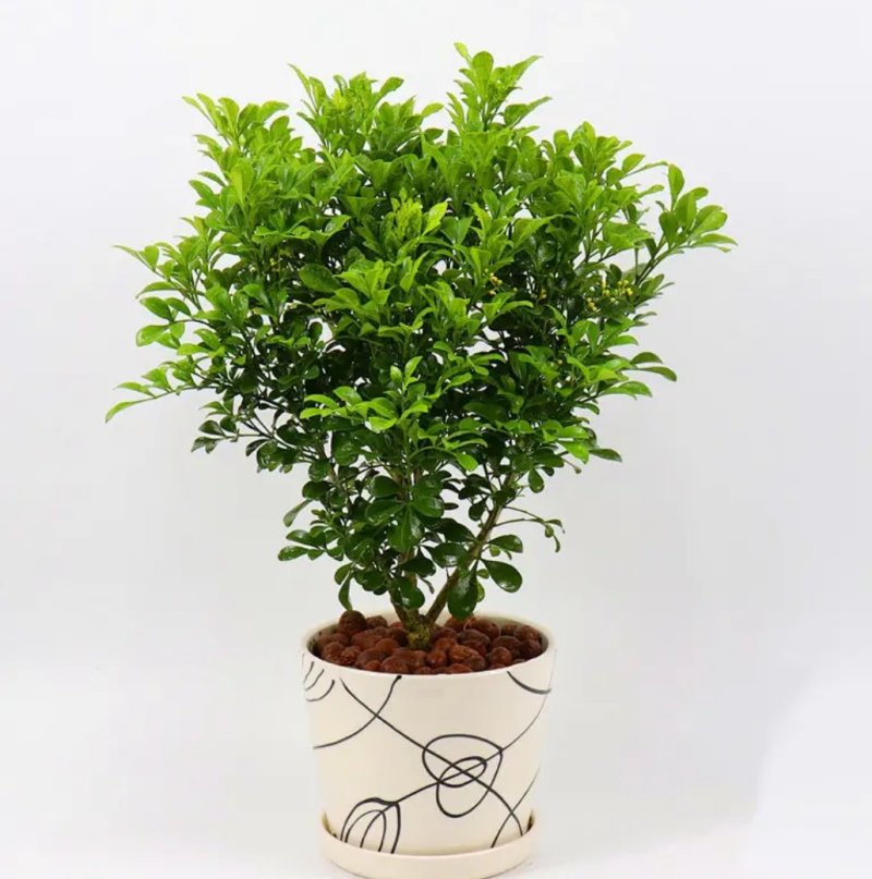 米兰花苗盆栽花卉四季长青植物室内好养庭院阳台开花不断带花