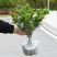 米兰花苗盆栽花卉四季长青植物室内好养庭院阳台开花不断带花