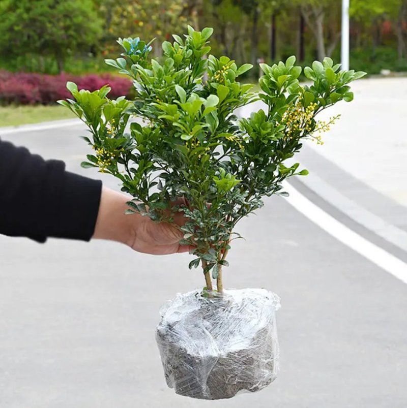 米兰花苗盆栽花卉四季长青植物室内好养庭院阳台开花不断带花
