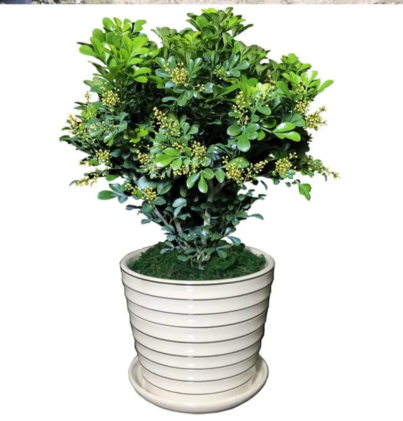 米兰花苗盆栽花卉四季长青植物室内好养庭院阳台开花不断带花