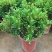 米兰花苗盆栽花卉四季长青植物室内好养庭院阳台开花不断带花