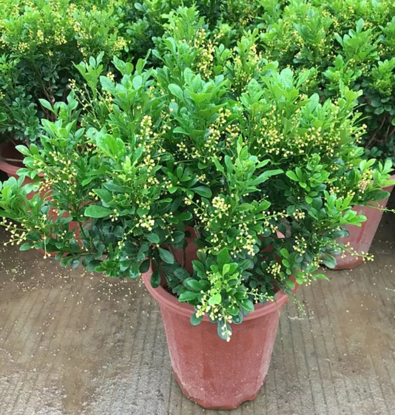 米兰花苗盆栽花卉四季长青植物室内好养庭院阳台开花不断带花