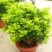 米兰花苗盆栽花卉四季长青植物室内好养庭院阳台开花不断带花