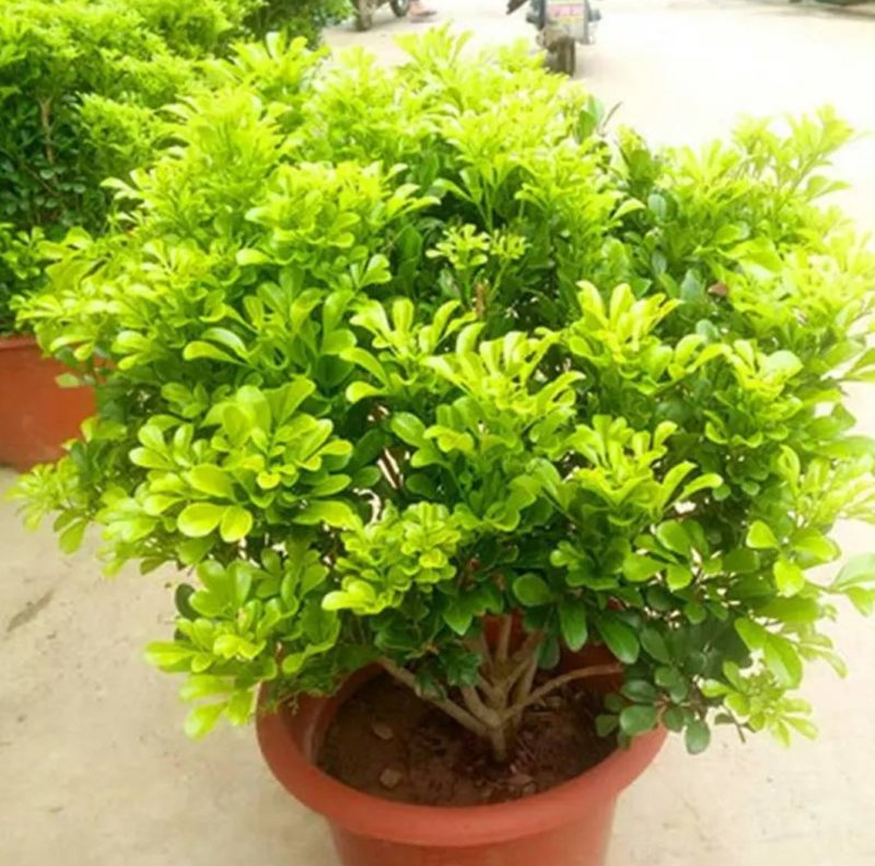 米兰花苗盆栽花卉四季长青植物室内好养庭院阳台开花不断带花