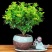 米兰花苗盆栽花卉四季长青植物室内好养庭院阳台开花不断带花