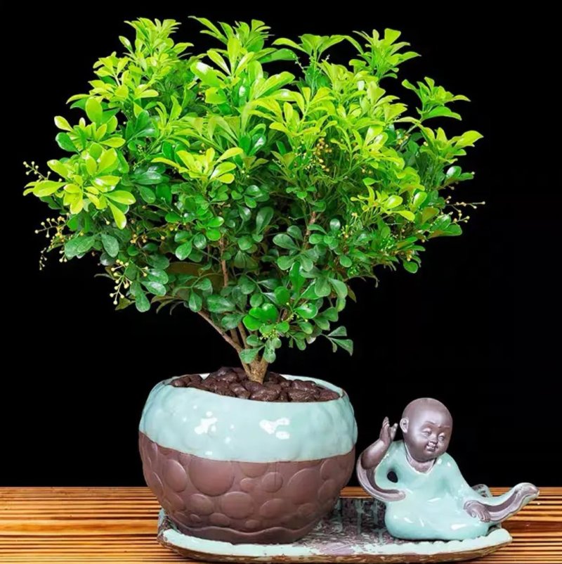 米兰花苗盆栽花卉四季长青植物室内好养庭院阳台开花不断带花