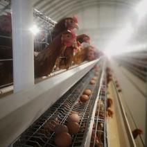 本养殖场常年供应鲜鸡蛋