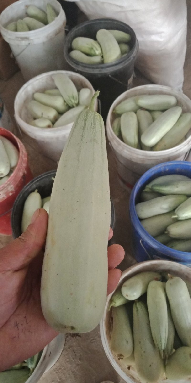 各种甜瓜大量上市，品种齐全