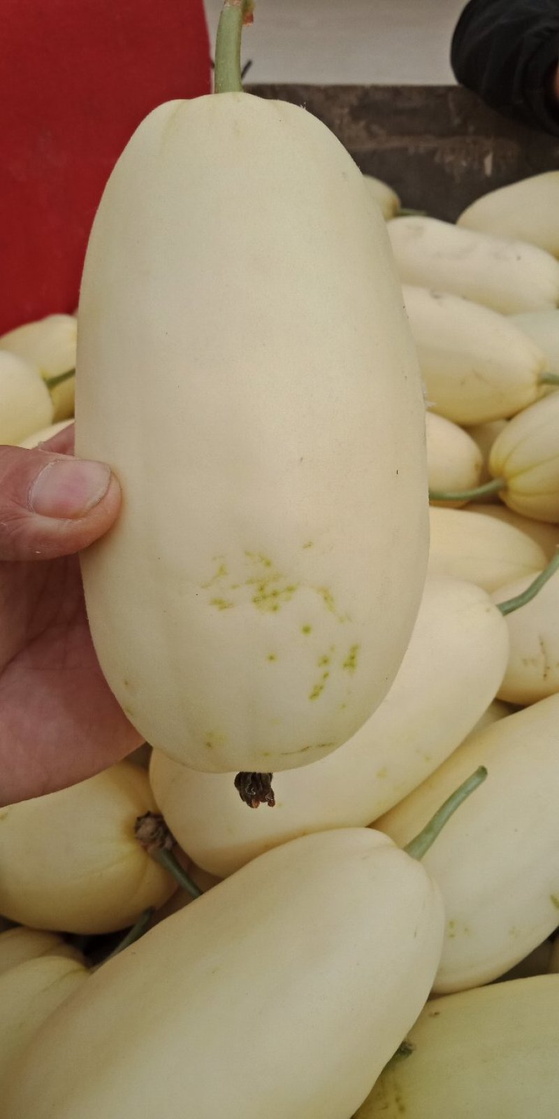各种甜瓜大量上市，品种齐全