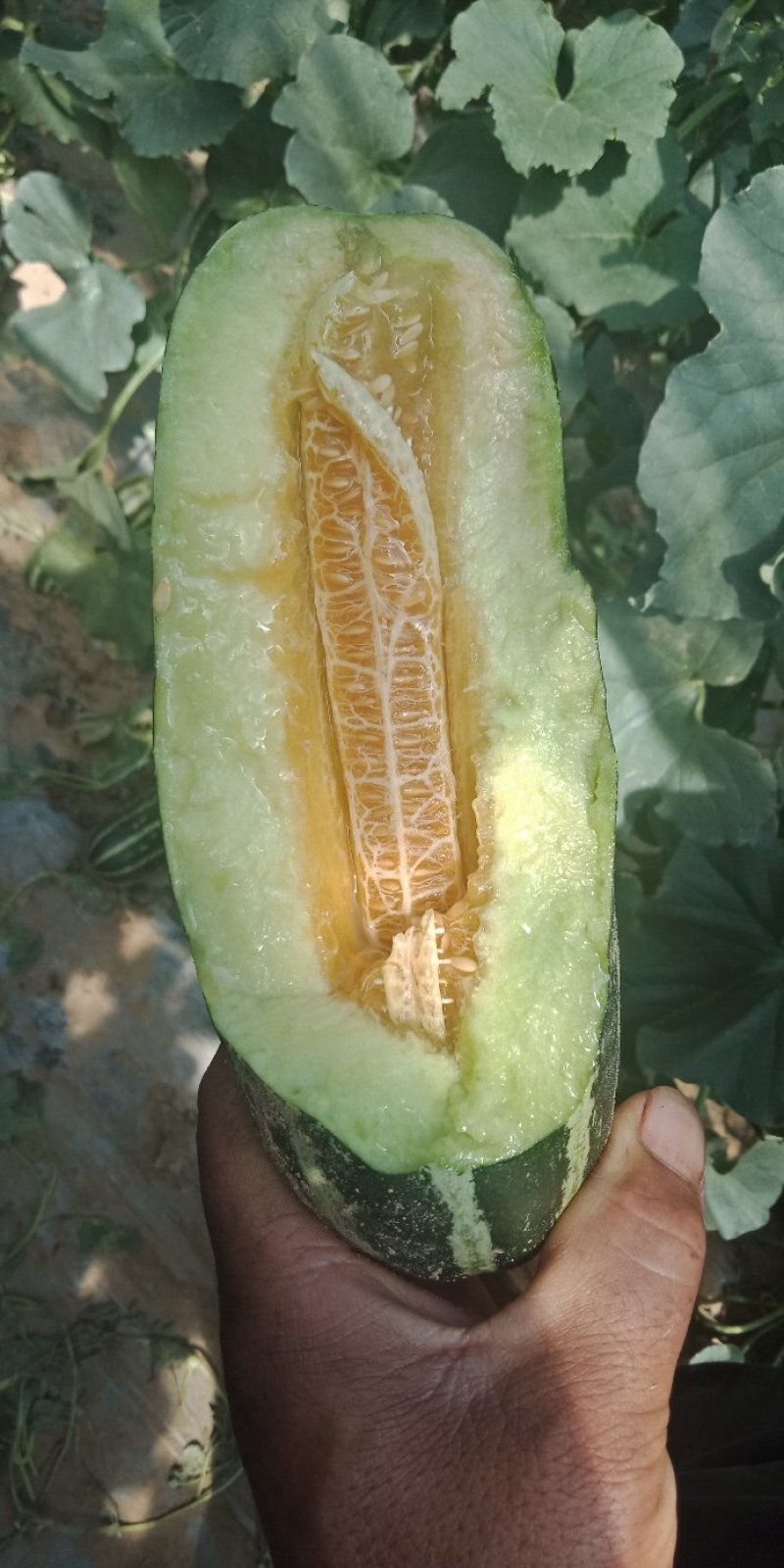 各种甜瓜大量上市，品种齐全