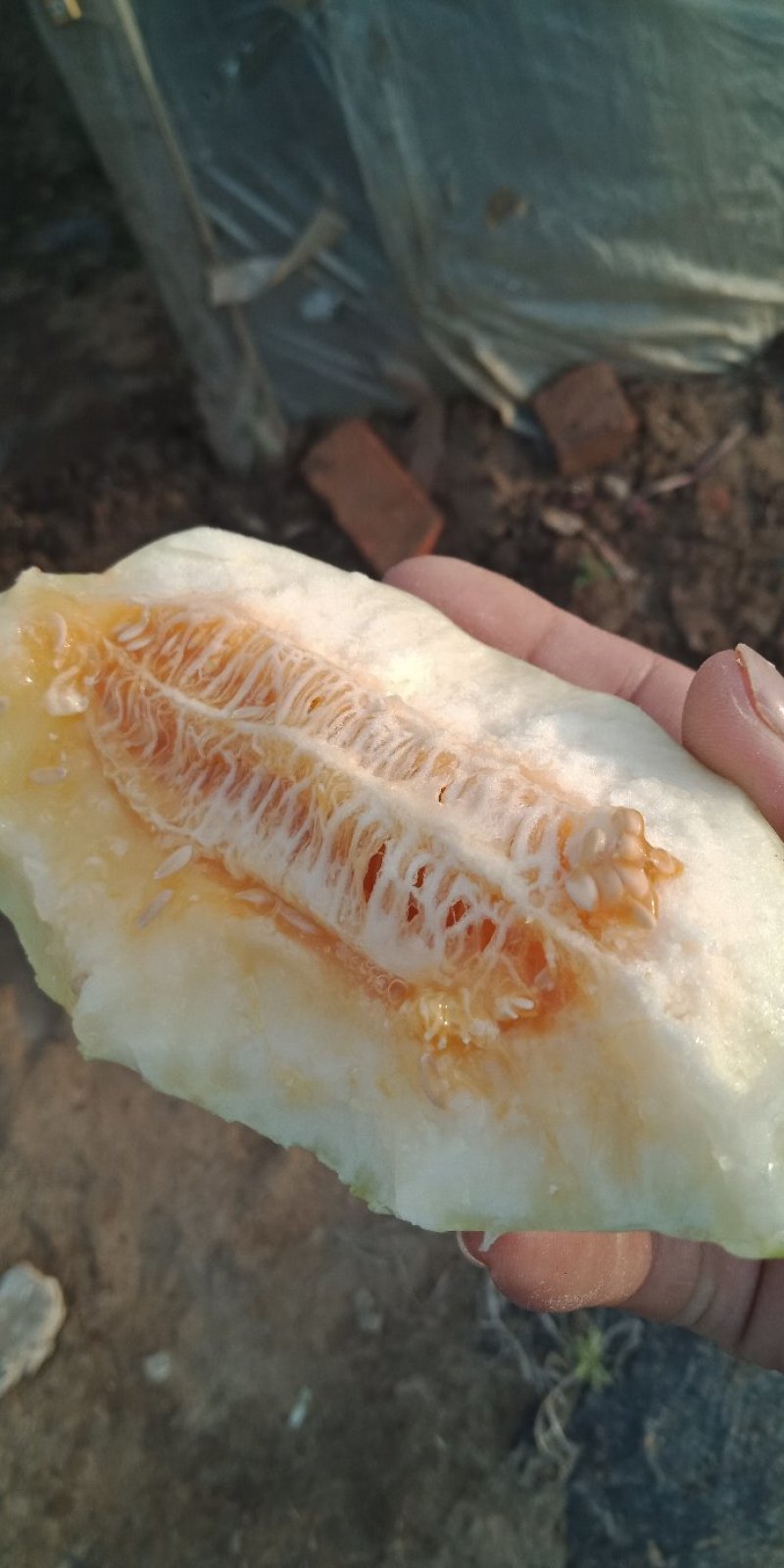 各种甜瓜大量上市，品种齐全