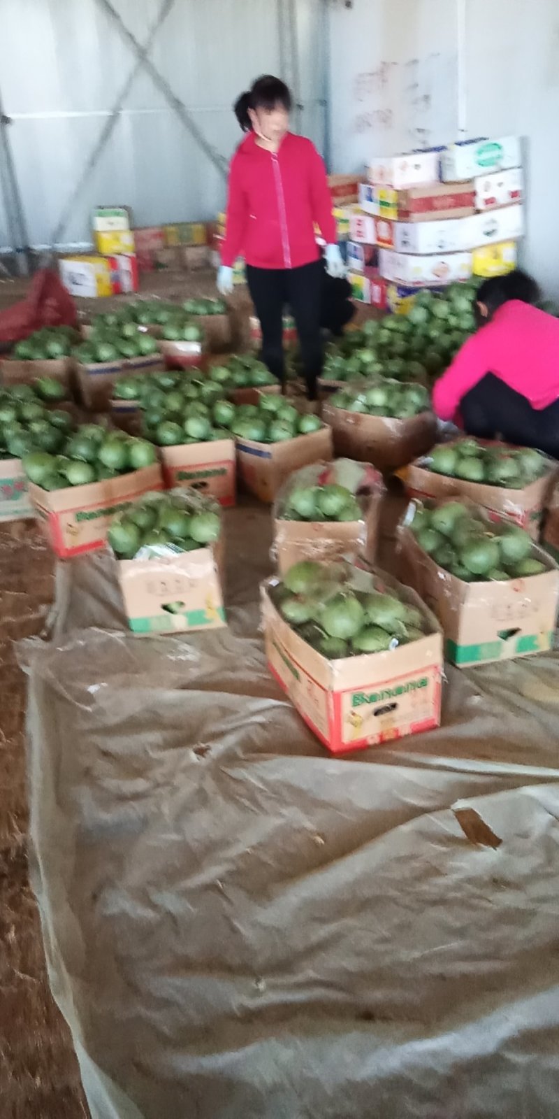 各种甜瓜大量上市，品种齐全