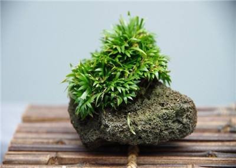 石菖蒲种苗风景成品质量保证红心宽叶，大菖蒲苗