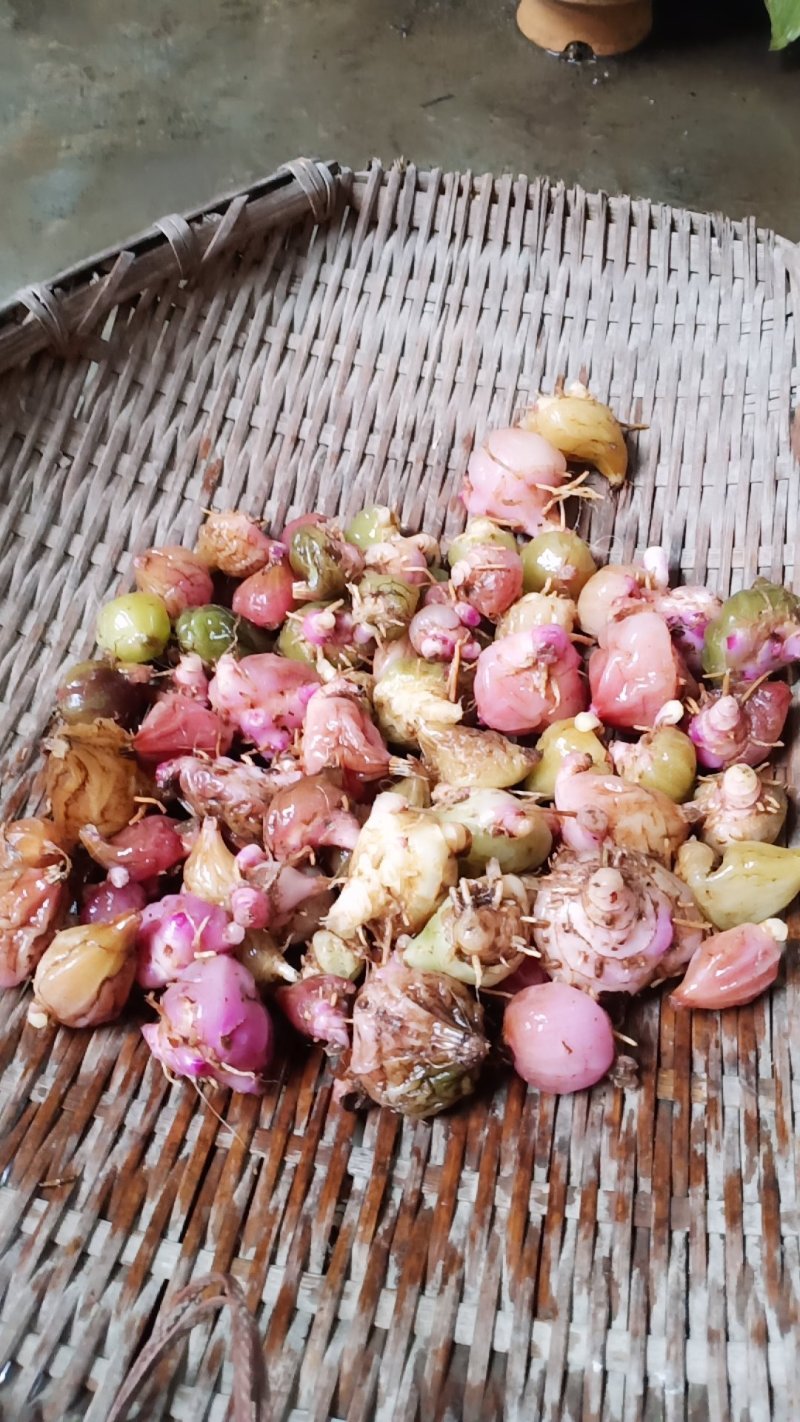 云南野生白芨，常年出售，有大量批发
