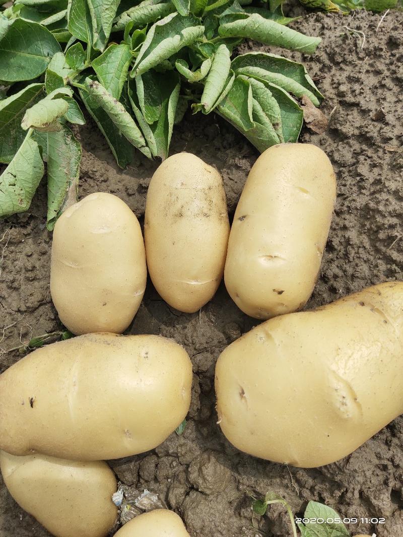 土豆，荷兰十五黄心大土豆，基地直销。本基地专卖荷兰十五。