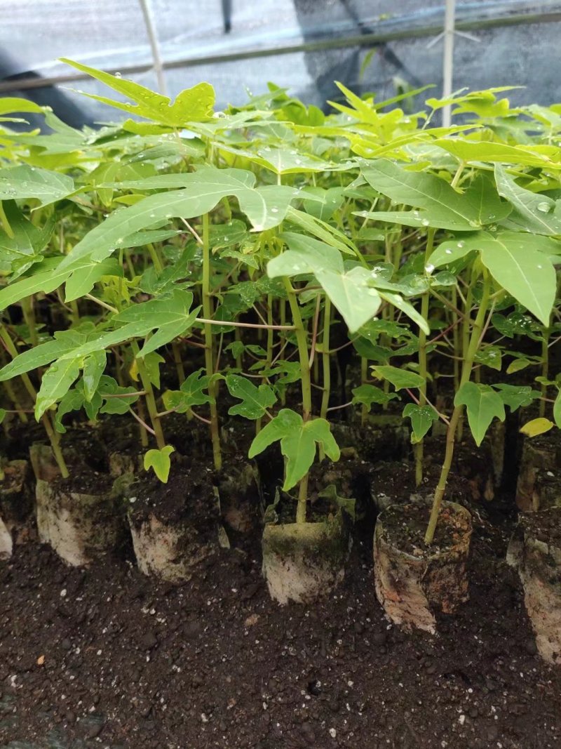泰国黄金木瓜苗 木瓜苗 黄金木瓜苗 产量高
