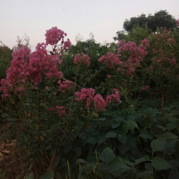 种苗红花一紫微，原生冠，数量有限。