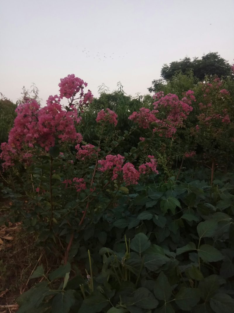 种苗红花一紫微，原生冠，数量有限。