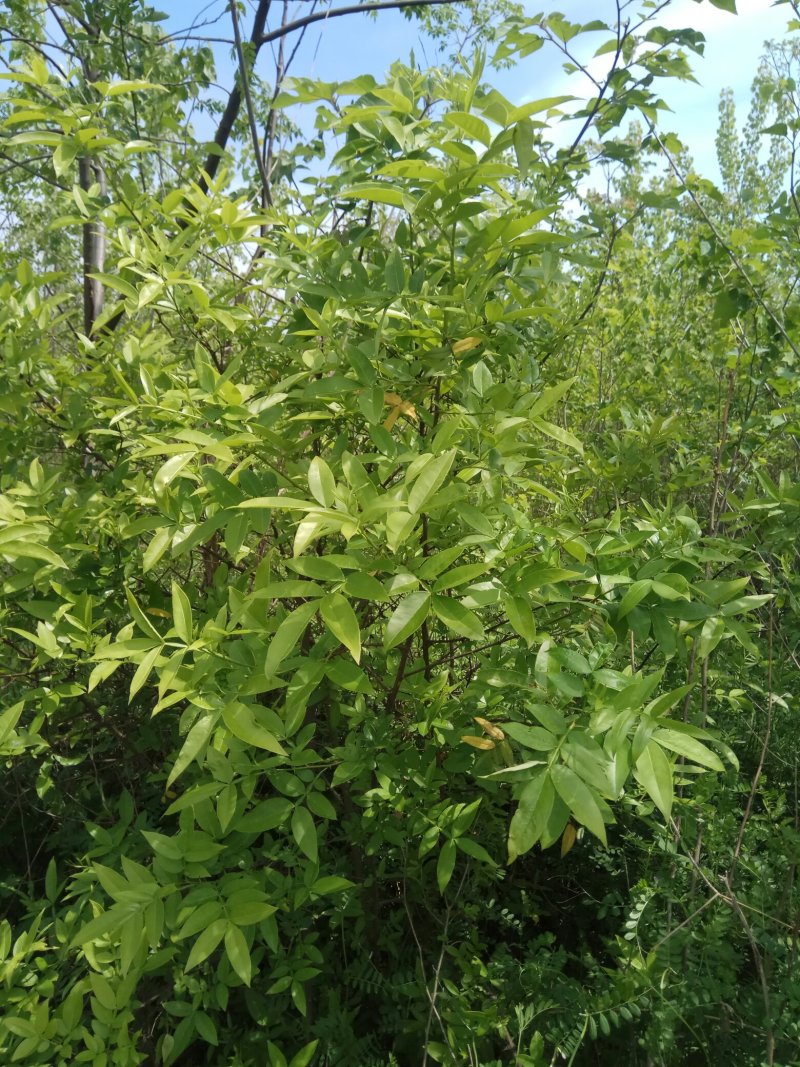 种苗红花一紫微，原生冠，数量有限。