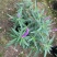 草花