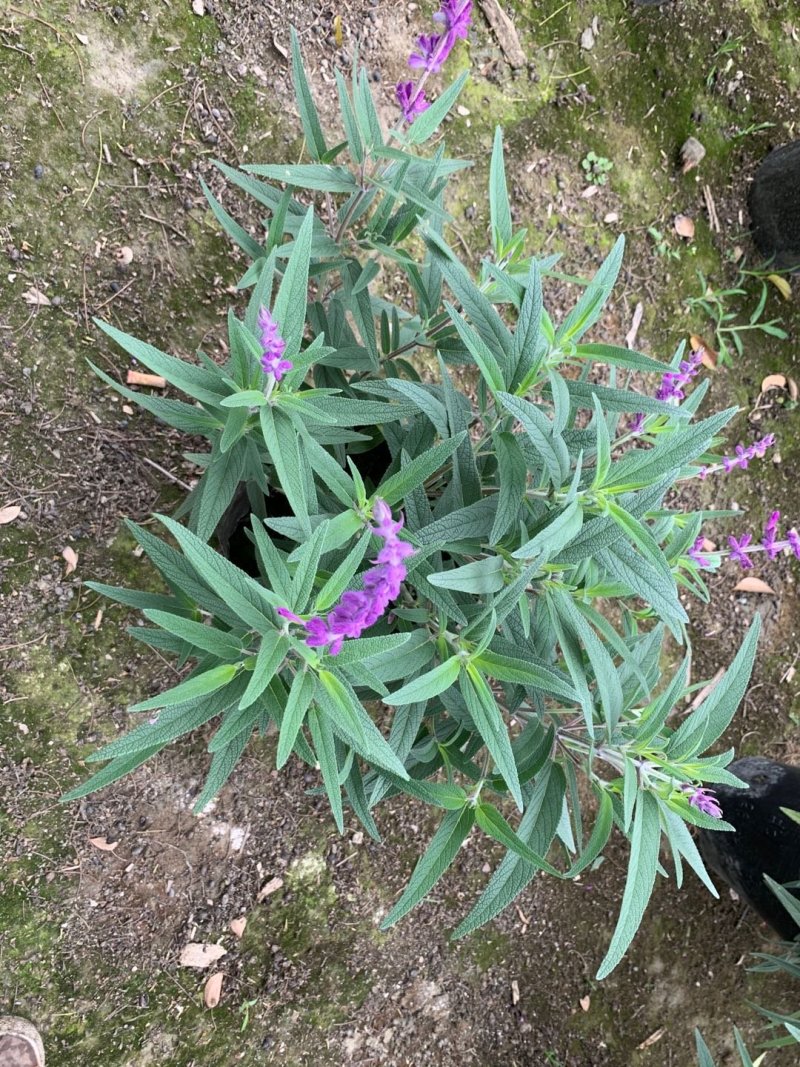 草花