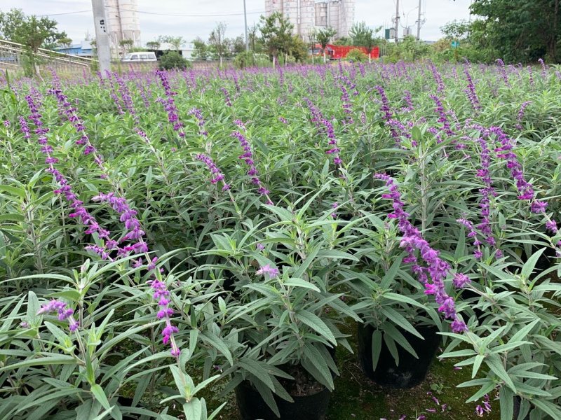 草花