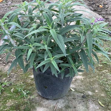 草花