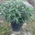 草花