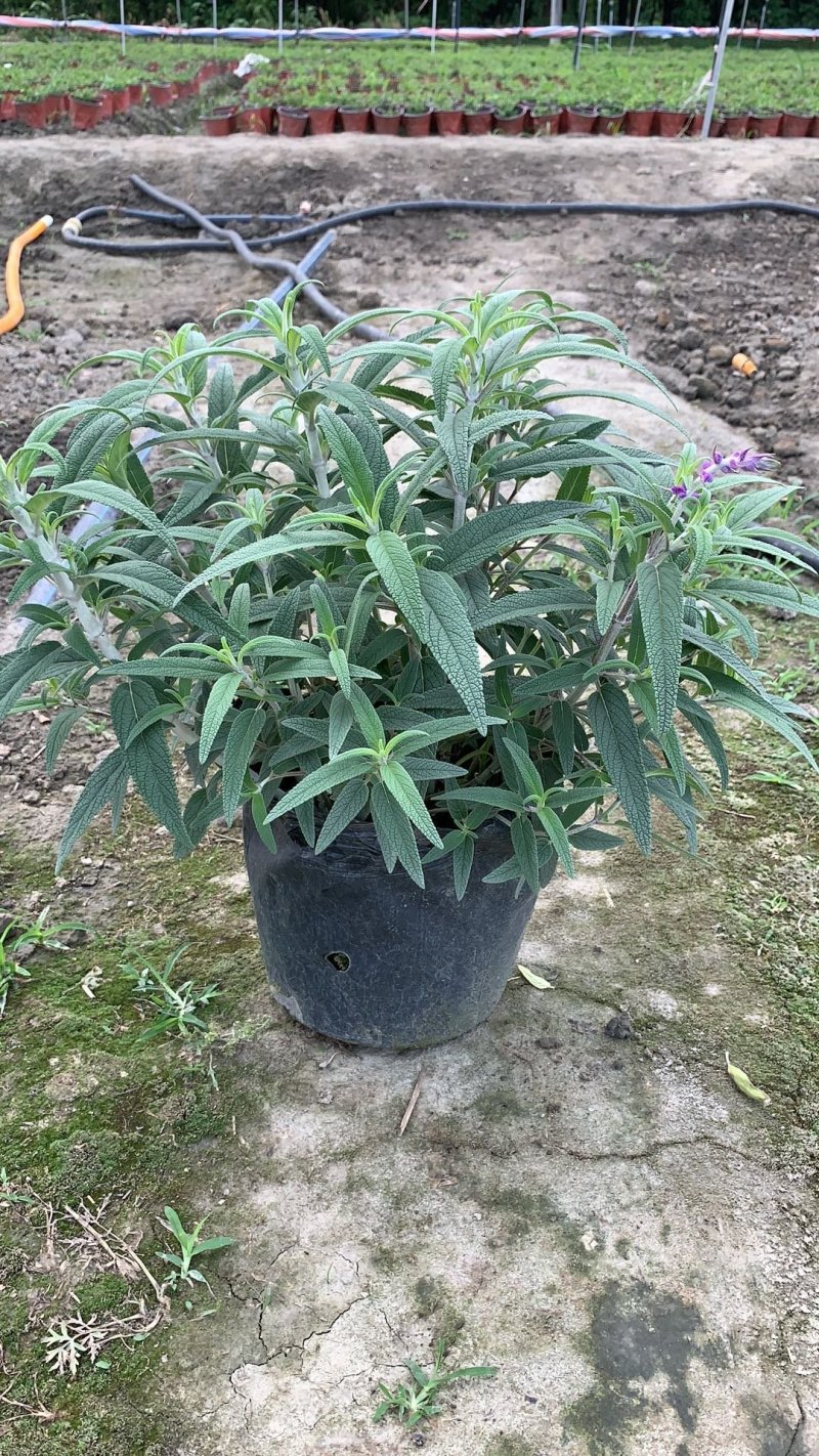 草花