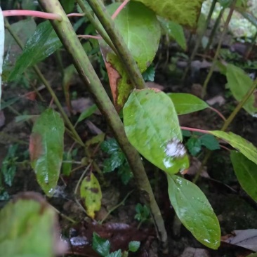 檫木种苗