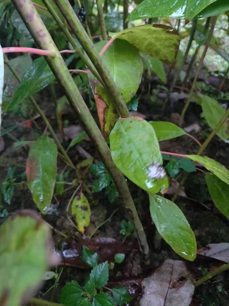 檫木种苗