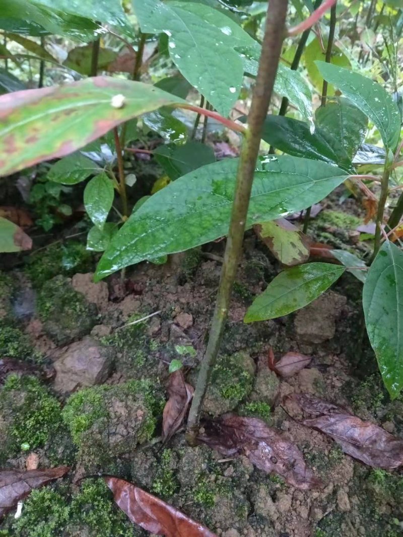 檫木种苗