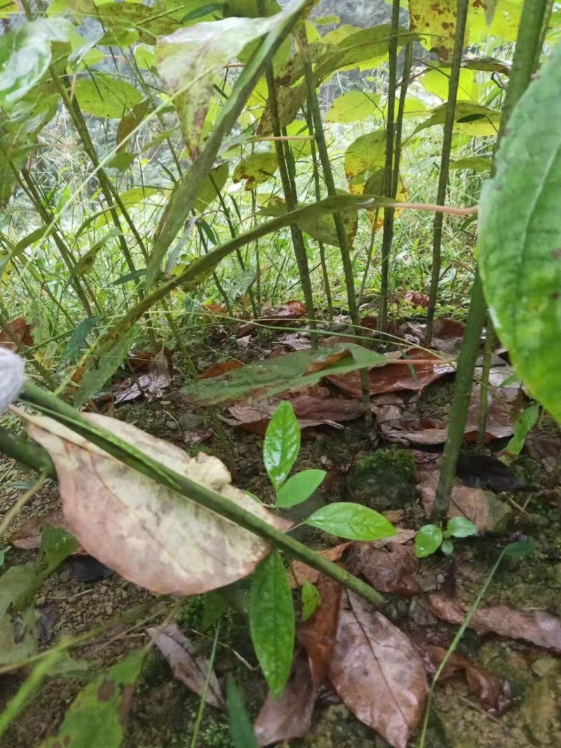 檫木种苗