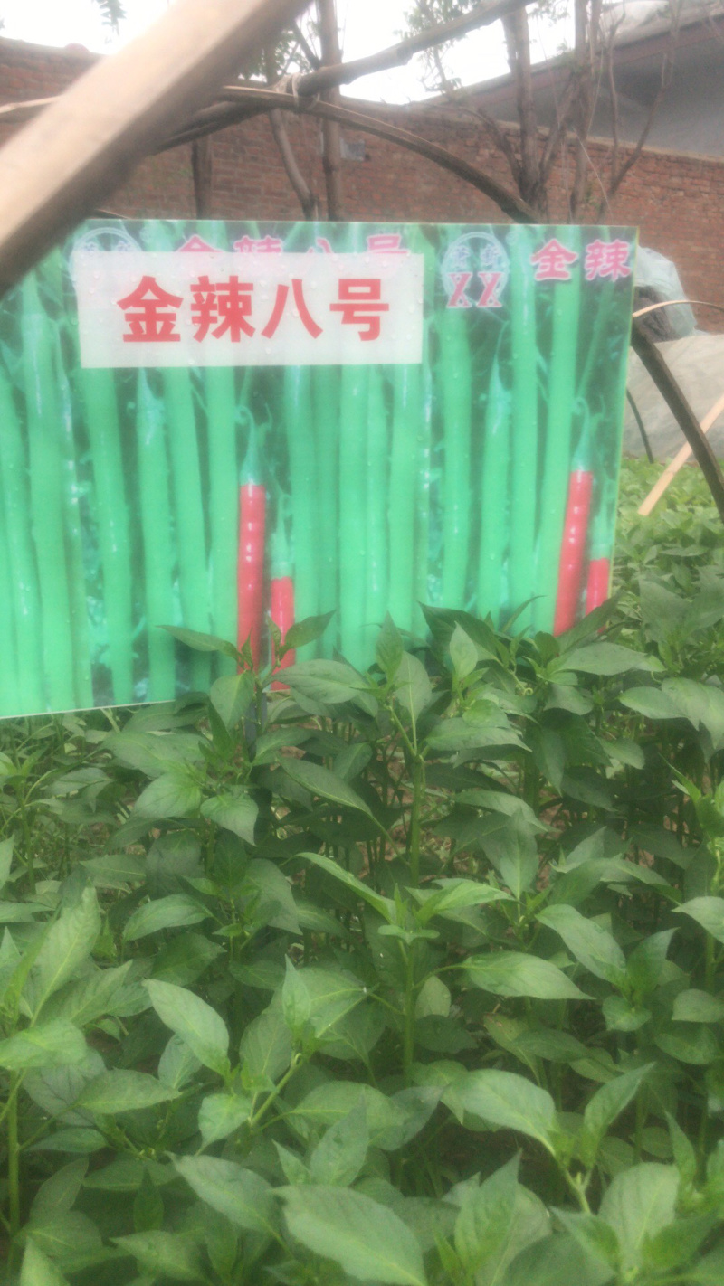 辣椒苗线椒苗金辣八号朝天椒苗预定包成活包高产假一赔十