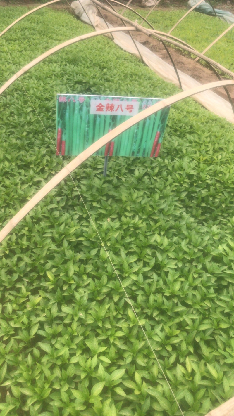辣椒苗线椒苗金辣八号朝天椒苗预定包成活包高产假一赔十