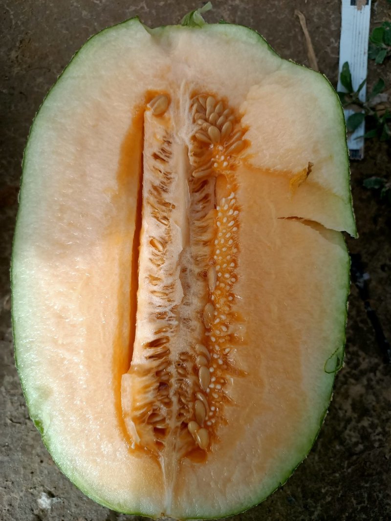 哈密瓜