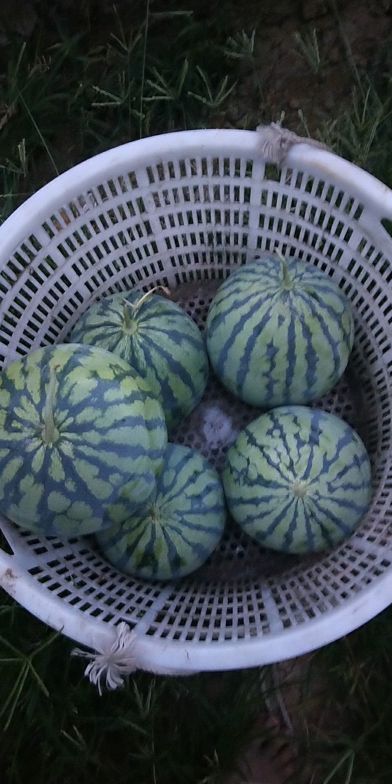 西瓜冰糖瓜，口口脆。白香瓜，量大优惠