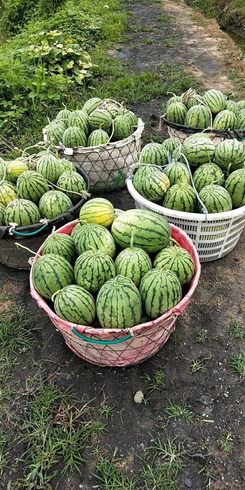 西瓜冰糖瓜，口口脆。白香瓜，量大优惠