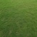 草皮